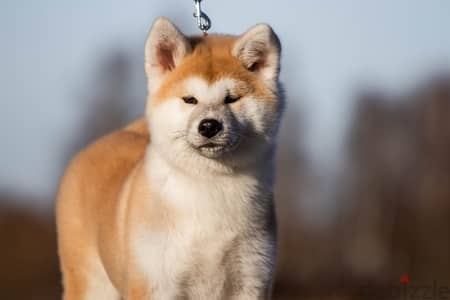 Beautiful Akita female from Russia