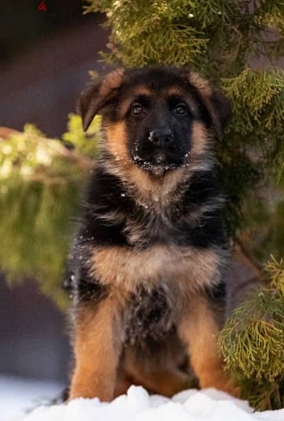 German shepherd puppy boy from Russia