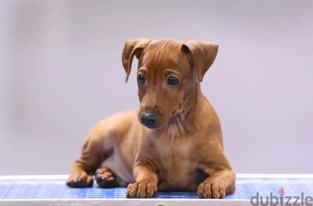 Elite red colored miniature pinscher puppies boys from Russia