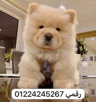 chow chow 45 days