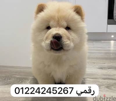 chow chow pure