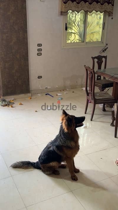 german shepherd - جيرمان شوبر