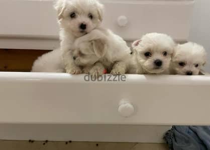 Cutest mini maltese puppies , imported parents