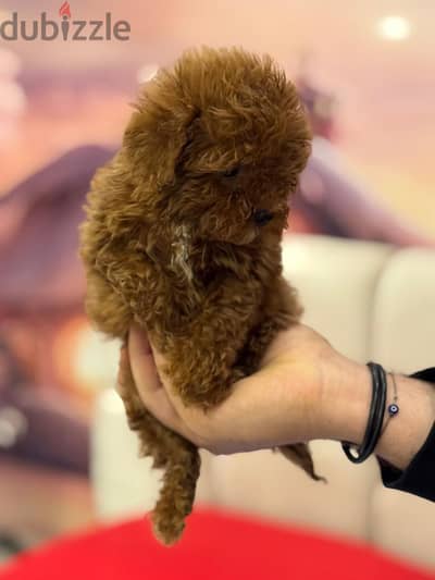 Toy Poodle Dog For Sale Male Imported Parents