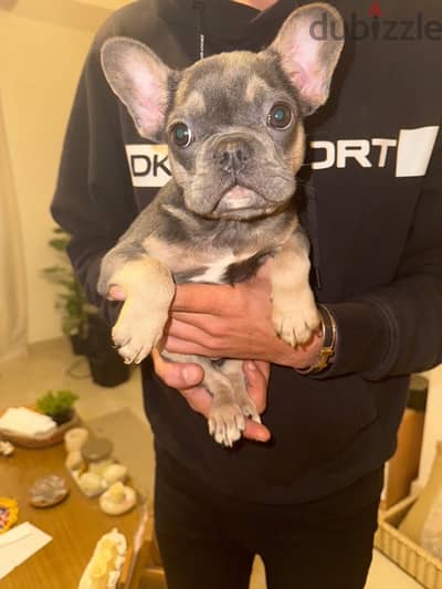 french bulldog puppy فرنش بولدوج