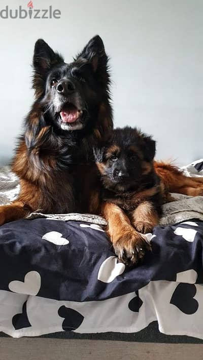 Male German shepherd puppies Female جراوي جيرمن شيبرد ذكر ولد بنت انثي