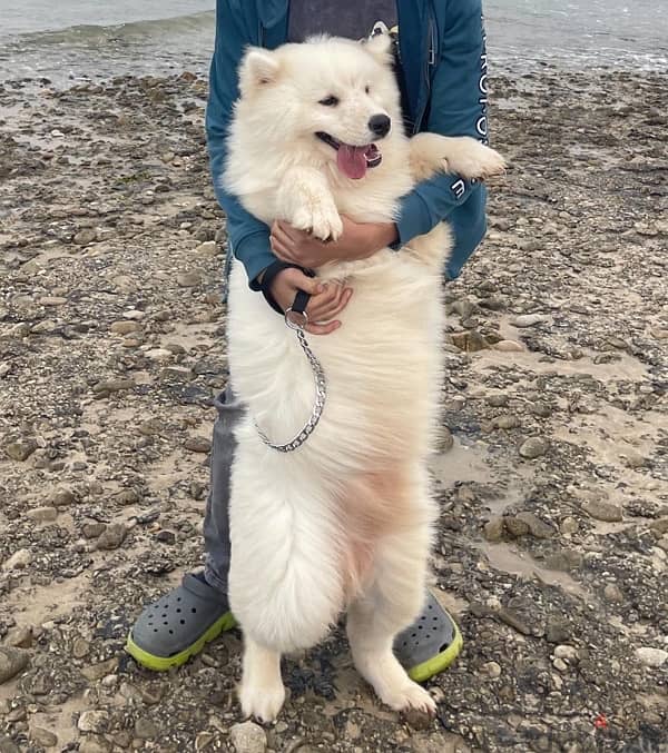 wonderful Samoyed  for sale 1