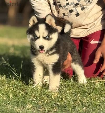 نتايه هاسكي husky puppy