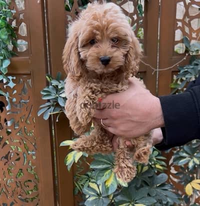 Cockapoo Puppy Female For Sale