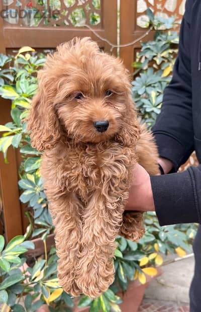 Cockapoo Dog Male For Sale