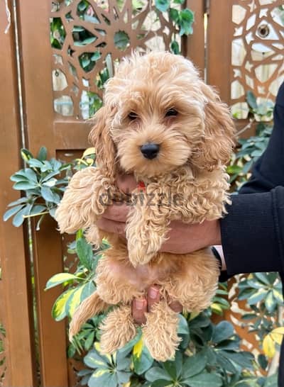 Cockapoo Puppy Dog For Sale Imported Parents