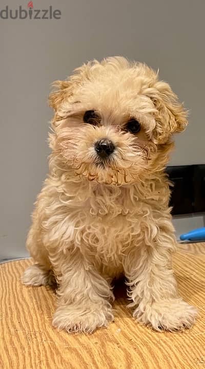 Maltipoo Puppy - مالتيبو