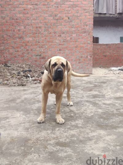 English Mastiff