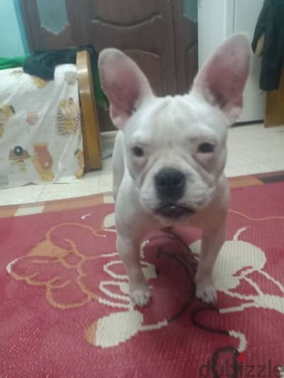 French bulldog