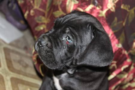 جراوي cane corso