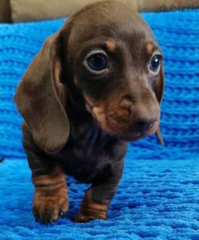 Rabbit Dach puppy female from Russia