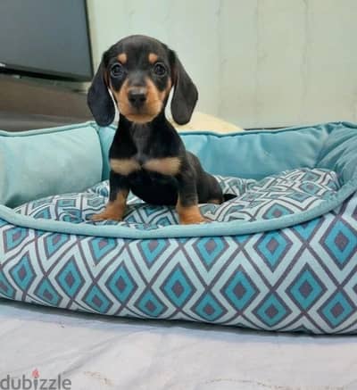 Dachshund puppy female from Russia