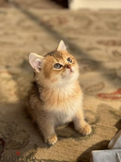 بريتش شورت هير  جولد British shorthair