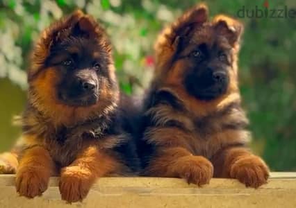 German Shepard Show Line puppies