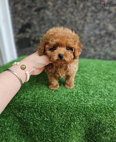 Toy poodle (Madinaty)