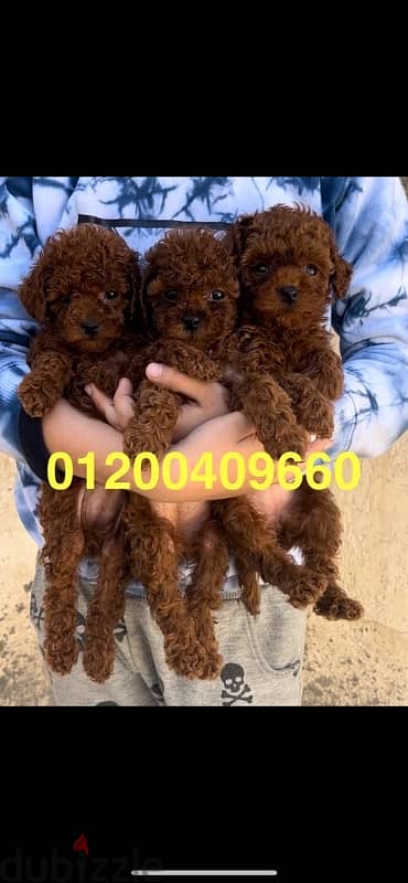 puppies poodle