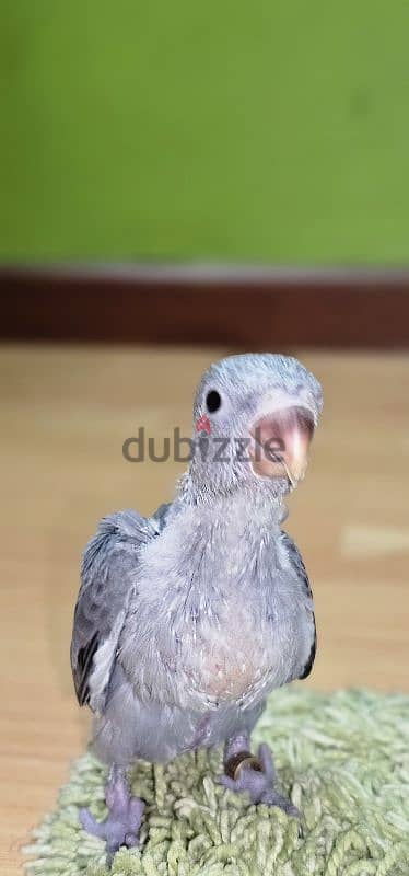 فرخ ببغاء/ بغبغان دره رمادي وش فطام تأكيل يدوي a21 parrot هندي 2