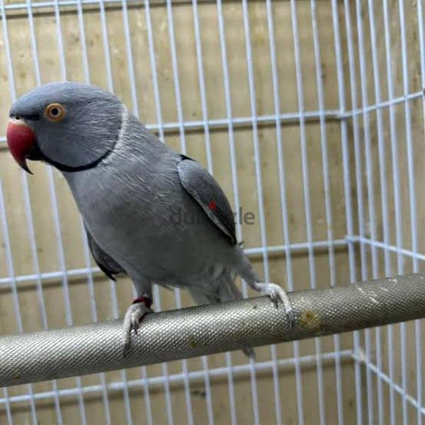 فرخ ببغاء/ بغبغان دره رمادي وش فطام تأكيل يدوي a21 parrot هندي 18