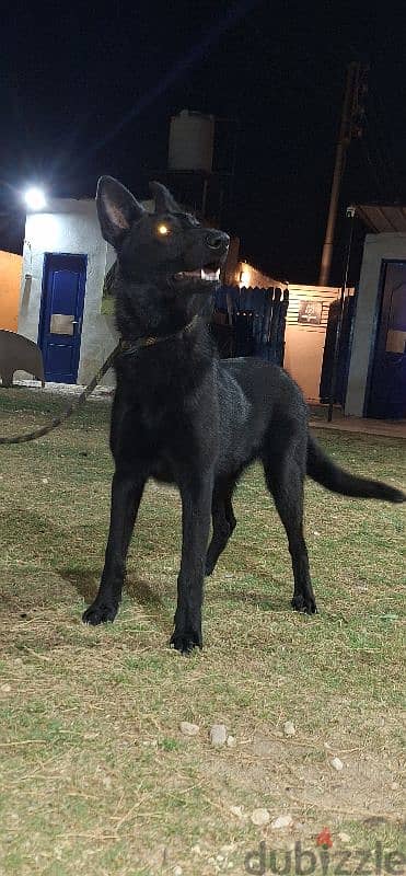 black malino male 8 month