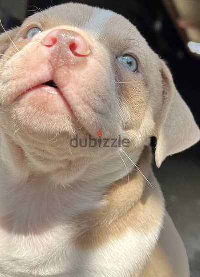 Puppy red nose blue  green eyes