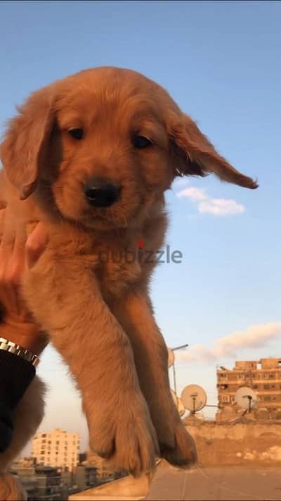 كلبة جولدن ريتريفير بيور golden retriever