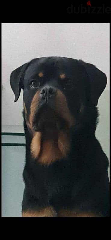 for sale xl rottweiler male imported with all documentation and papers