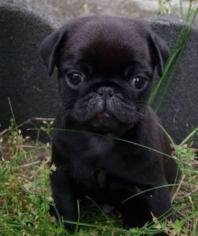 female pug for sale