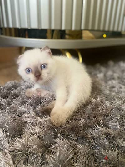 HQ scottish fold blue point boy