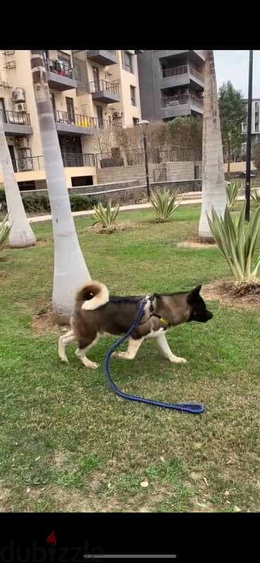 American akita