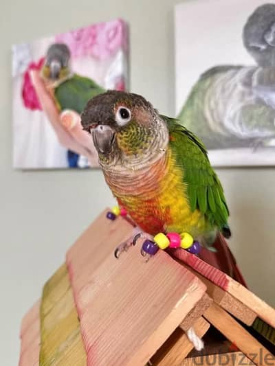 بغبغان كونيور (conure parrot)