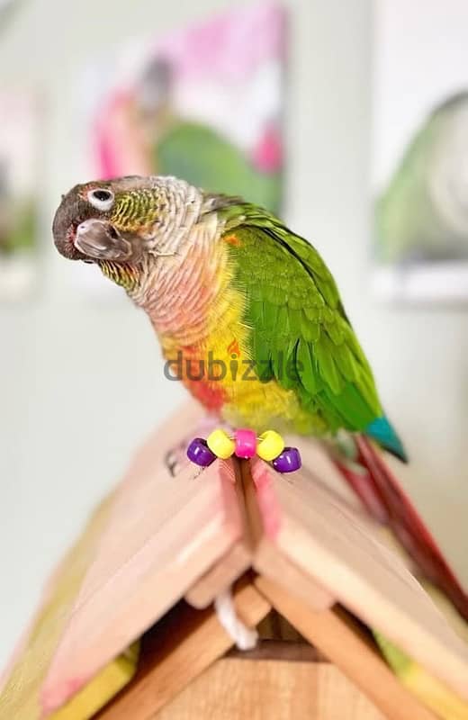 بغبغان كونيور (conure parrot) 1