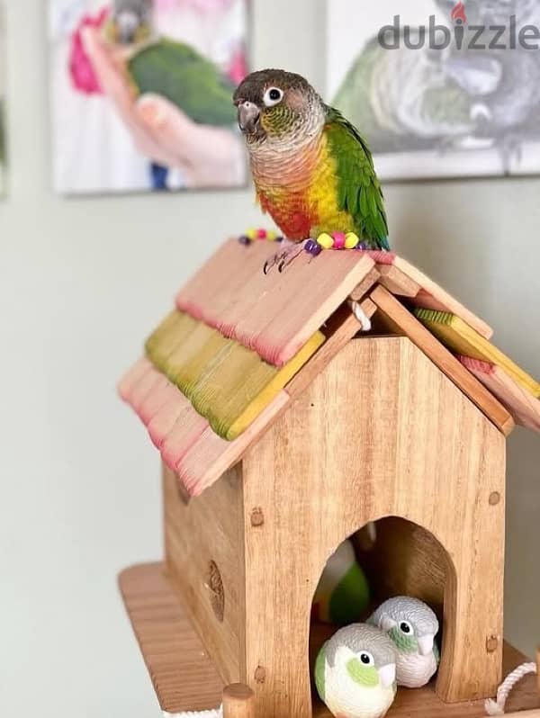 بغبغان كونيور (conure parrot) 2