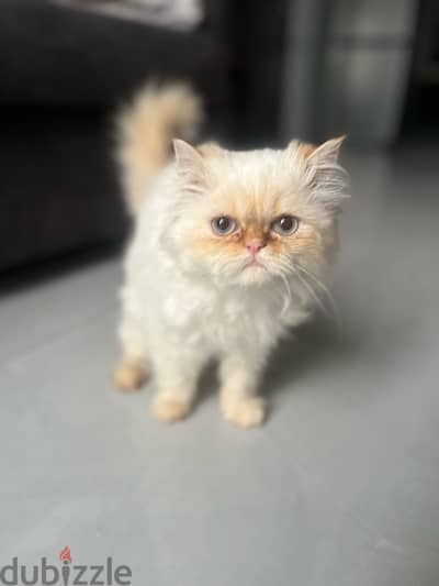 Himalayan cat