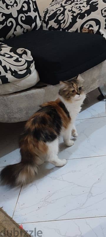 persian pure cat 1