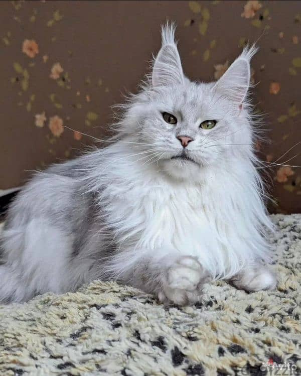 main coon cats with a Russian passport 9