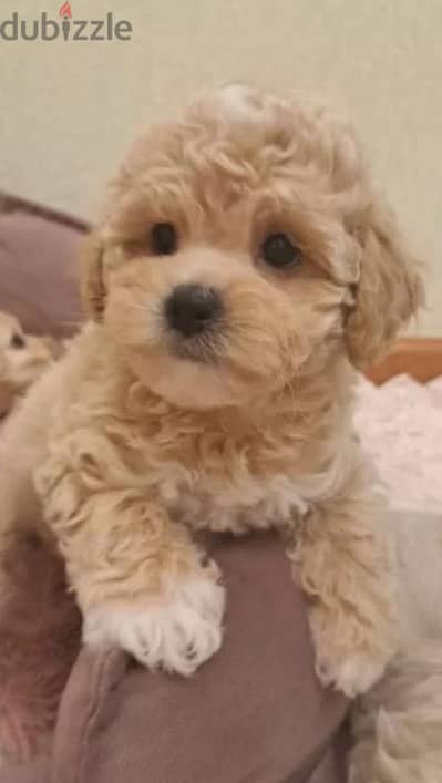 Maltipoo puppy boy from Russia