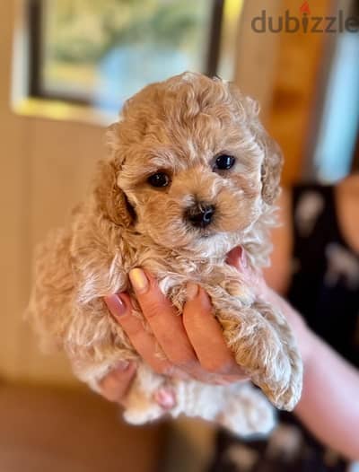 Maltipoo puppy boy from Russia