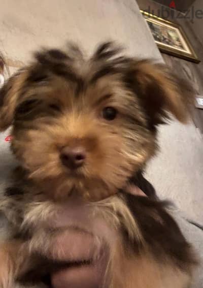 Yorkshire terrier 2 months old