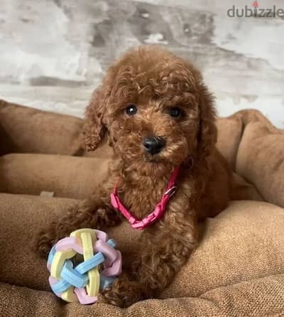 Toy poodle puppy boy from Russia