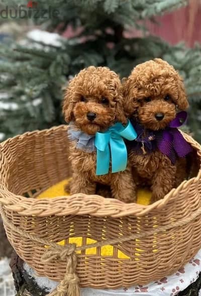 Toy poodle boys FCI from Russia