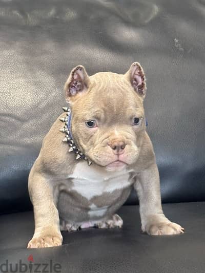 American bully boys from Russia