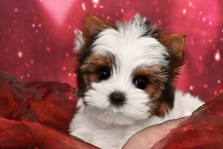 Biewer Terrier Puppy Female from Russia