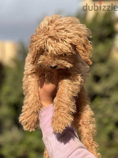 توي بودل  toy poodle