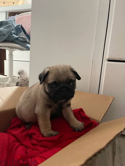 pug for sale