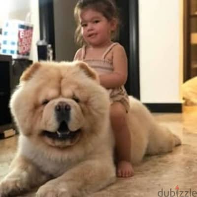 chowchow pure imported parents looking for new home